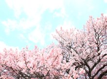 カラオケ情報 - sakura2